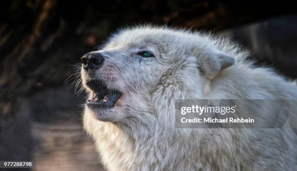 when the wolf sings his song - rock hyrax stock pictures, royalty-free photos & images