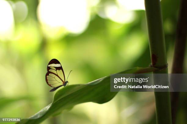 glasswing butterfly - 孔雀石 個照片及圖片檔