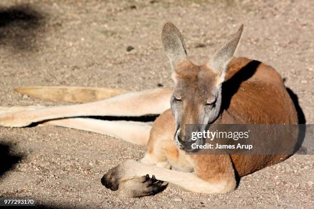 137 Sleeping Kangaroo Stock Photos High Res Pictures And Images 137-sleeping-kangaroo-stock-photos-high-res-pictures-and-images