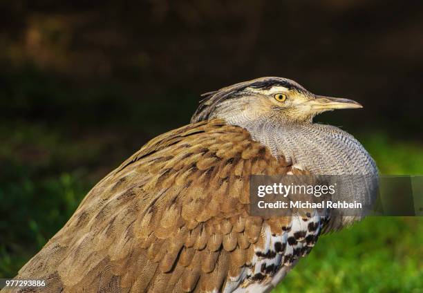 kori bustard - großtrappe stock-fotos und bilder