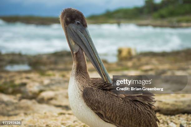 159 Scratch Beach Stock Photos, High-Res Pictures, and Images - Getty ...