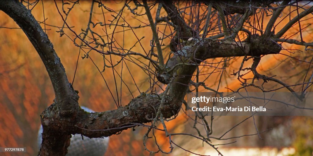 Alter knorriger Ast eines Baumes