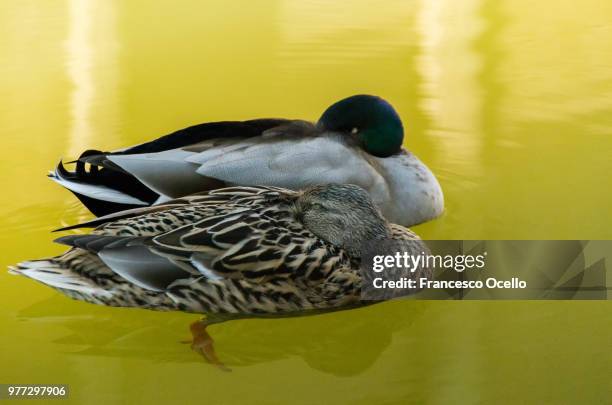 shhh, sleeping here - shhh stock pictures, royalty-free photos & images