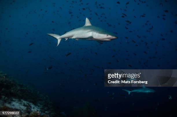 grey shark - chondrichthyes stock pictures, royalty-free photos & images