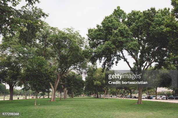 trees on grass on field against sky - bortes fotografías e imágenes de stock