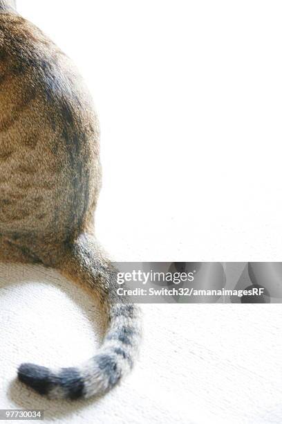 Cat Rear 203 Cat Rear View Tail Up Stock Photos, High-Res Pictures, and Images ...
