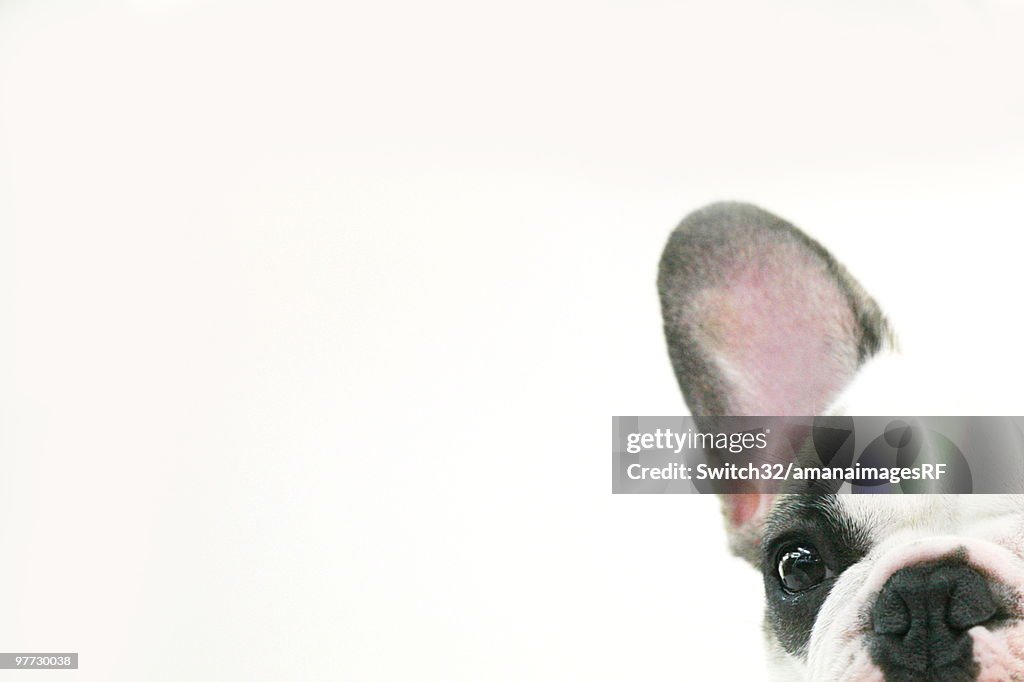 Close-up of a dog's face