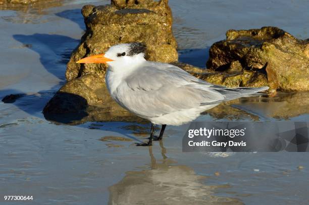 royal tern - royal tern stockfoto's en -beelden