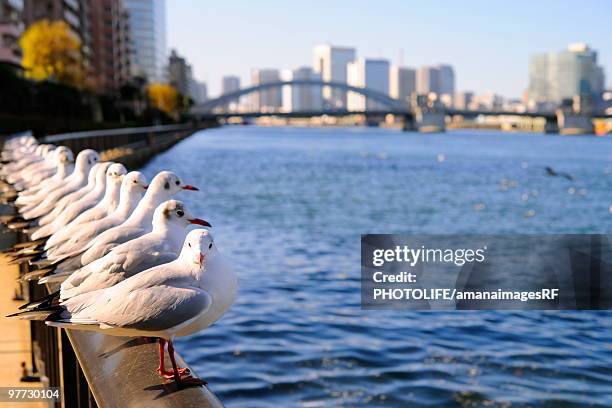 seagulls resting next to the sumida river near kachidoki bridge. kachidoki bridge, tsukuda-ohashi, t - kachidoki tokyo stock pictures, royalty-free photos & images