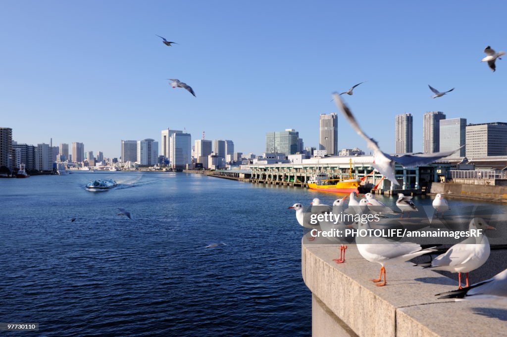 Seagulls flying over the Sumida River near Kachidoki Bridge. Tsukiji market, Chuo-ku, Tokyo, Japan