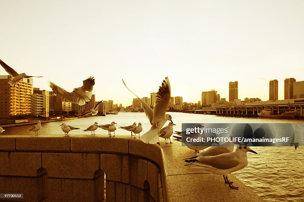 Seagulls resting next to the Sumida River in the evening near Kachidoki Bridge. Kachidoki Bridge, Ch