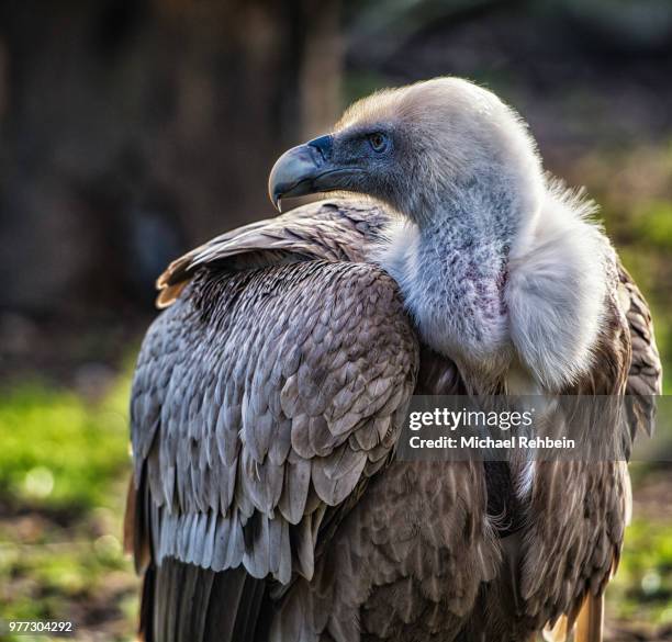 griffon vulture - cape vulture stock pictures, royalty-free photos & images