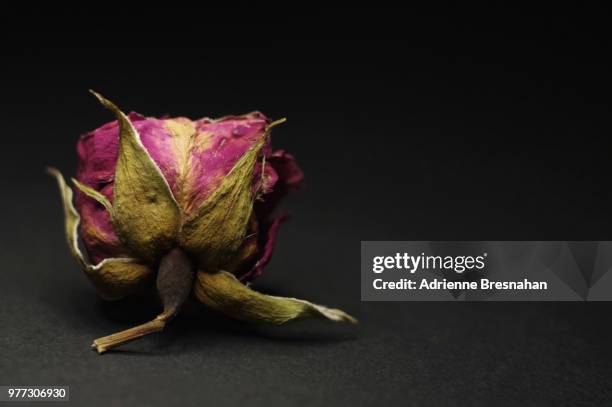 single dried rose on black background - dying houseplant stock pictures, royalty-free photos & images