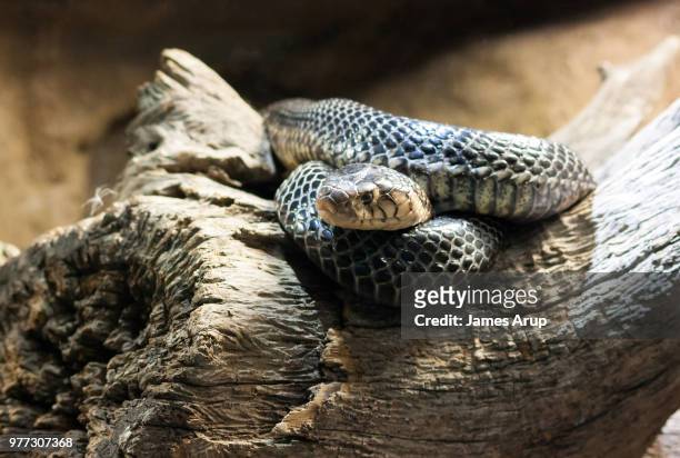 forest cobra - forest cobra stock pictures, royalty-free photos & images