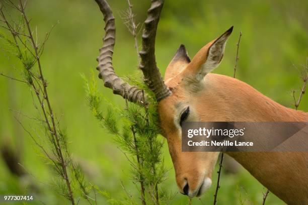 181 Animals That Eat Grass Photos and Premium High Res Pictures - Getty Images 181 Animals That Eat Grass Photos and Premium High Res Pictures - Getty Images