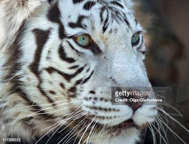close up portrait of a severe white bengal tiger - white tiger 個照片及圖片檔