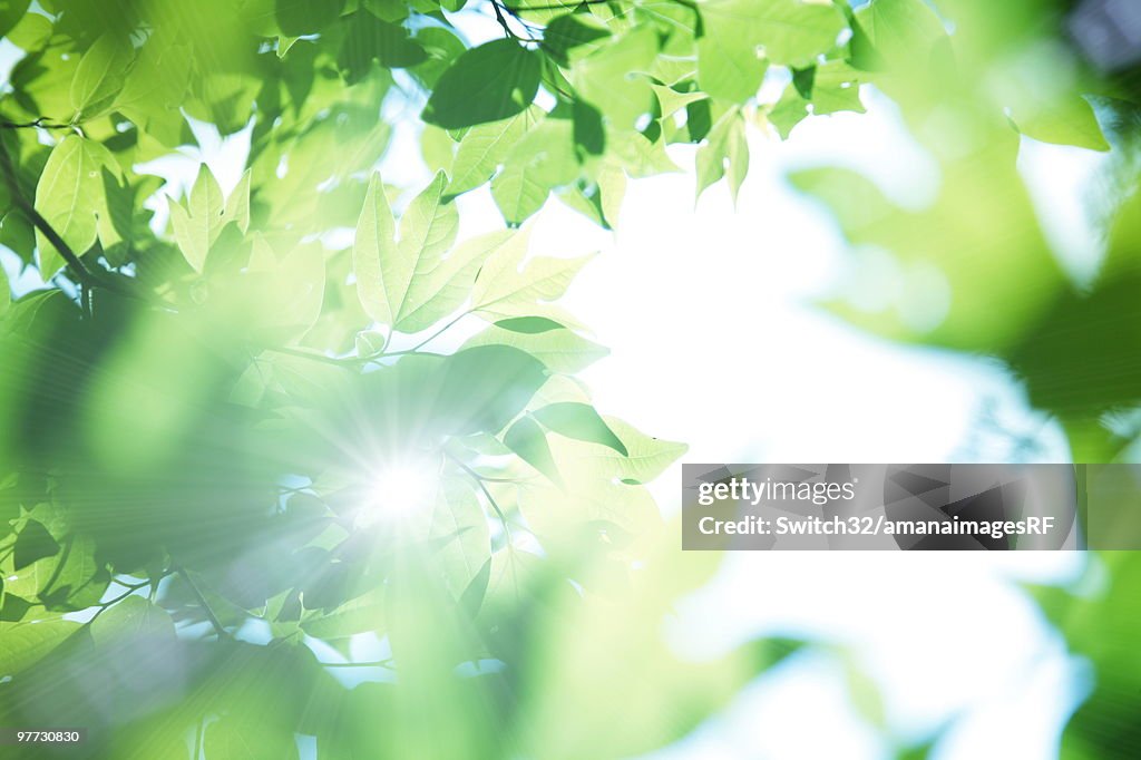 Leafy green tree branches