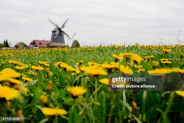 May 2018, Germnay, Linda: Dandelions bloom in front of the Knapp Mill in Linda near Neustadt an der Orla. Photo: Christoph Soeder/dpa