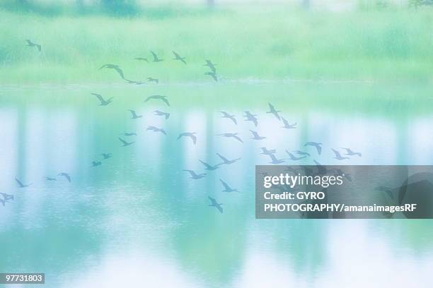 birds flying over calm lake surface. takashima, shiga prefecture, japan - 高島市 ストックフォトと画像