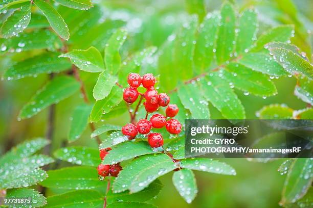 Checker Red Tree 251 Red Checker Stock Photos, High-Res Pictures, and Images - Getty Images