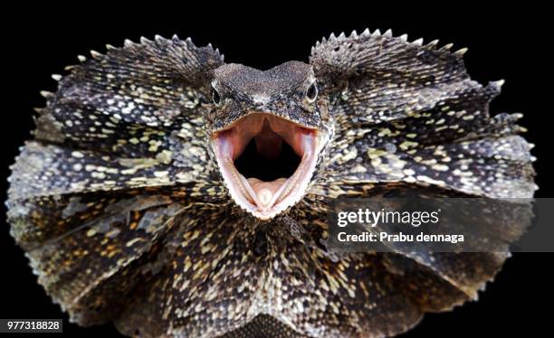 adult frilled dragon (chlamydosaurus kingii) displaying, jakarta, indonesia - frilled lizard stock pictures, royalty-free photos & images