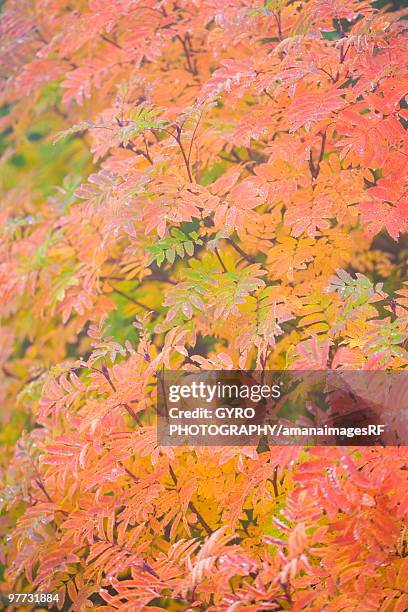 Checker Red Tree 251 Red Checker Stock Photos, High-Res Pictures, and Images - Getty Images