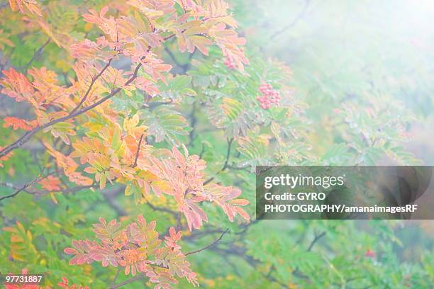 Checker Red Tree 67 Checker Tree Stock Photos, High-Res Pictures, and Images - Getty Images