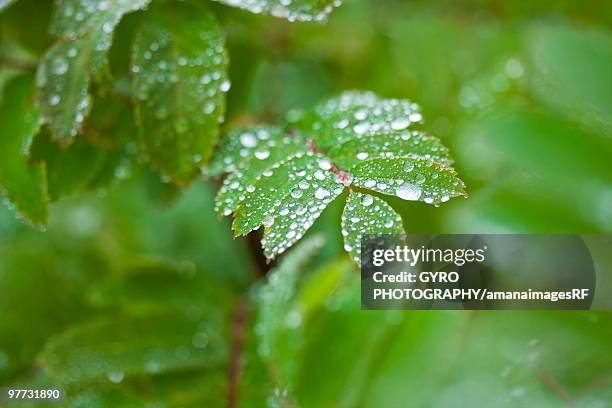 Checker Red Tree 67 Checker Tree Stock Photos, High-Res Pictures, and Images - Getty Images