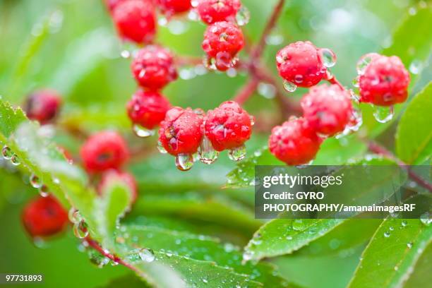 Checker Red Tree 251 Red Checker Stock Photos, High-Res Pictures, and Images - Getty Images