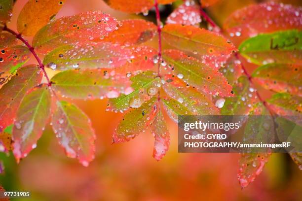 Checker Red Tree Red Checker Photos and Premium High Res Pictures - Getty Images