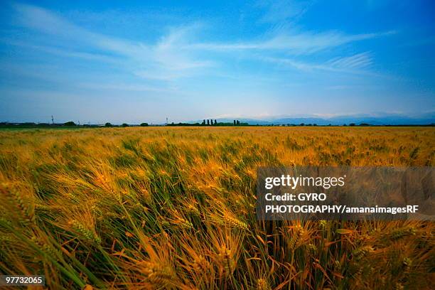 yellow wheat field, moriyama, shiga prefecture, japan - siga prefecture ストックフォトと画像