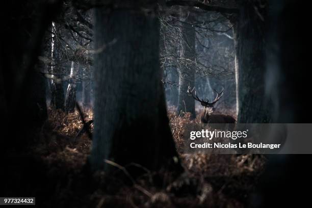 red deer (cervus elaphus) sniffing in forest and trees in foreground - stag stock pictures, royalty-free photos & images