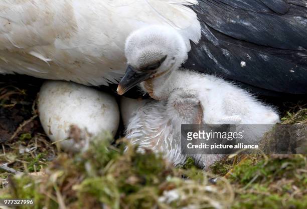 May 2018, Germany, Grossenaspe: A stork baby that hatched only a couple of hours ago now rests inside its enclosure in the wildlife park Eekholt....