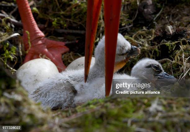 May 2018, Germany, Grossenaspe: A stork baby that hatched only a couple of hours ago now rests inside its enclosure in the wildlife park Eekholt....