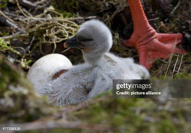 May 2018, Germany, Grossenaspe: A stork baby that hatched only a couple of hours ago now rests inside its enclosure in the wildlife park Eekholt....