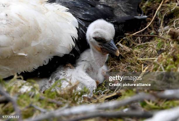 May 2018, Germany, Grossenaspe: A stork baby that hatched only a couple of hours ago now rests inside its enclosure in the wildlife park Eekholt....