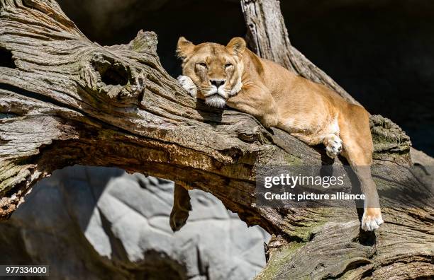 Lioness lies under the sun inside its enclosure at the Tierpark Hagenbeck in Hamburg, Germany, 04 May 2018. Photo: Axel Heimken/dpa