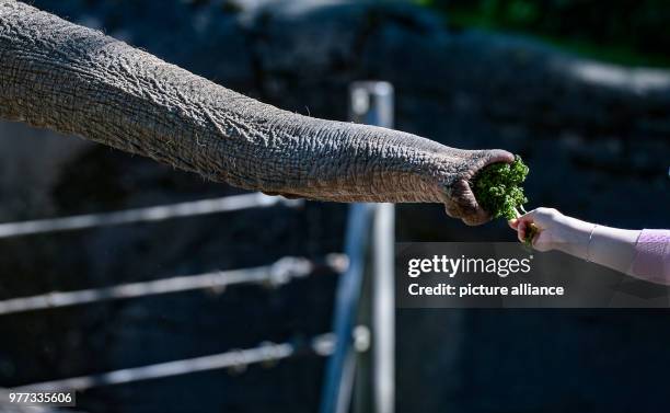 May 2018, Germany, Hamburg: A woman feeding a bunch of parsley to an elephant in the Hagenbeck zoo in the sunshine. Photo: Axel Heimken/dpa