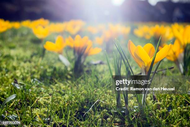 spring - crocus stock pictures, royalty-free photos & images