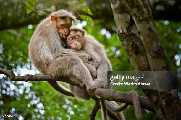 Monkeys Hugging Photos and Premium High Res Pictures - Getty Images