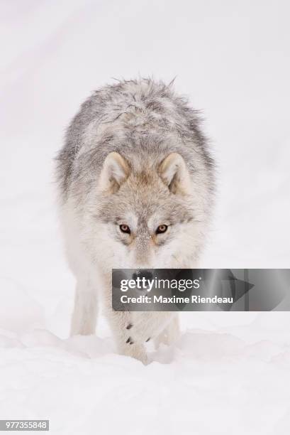 portrait of arctic wolf (canis lupus arctos) in snow, parc omega, quebec, canada - arctic wolf 個照片及圖片檔