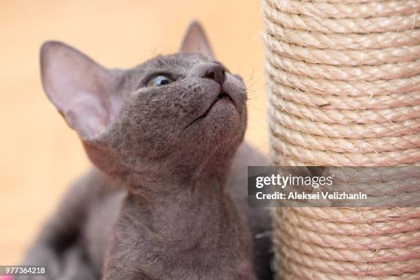 Sad Cat Rope 490 Cat Rope Stock Photos, High-Res Pictures, and Images - Getty Images