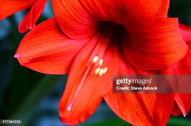 red flower on the biltmore estate - biltmore estate stock-fotos und bilder