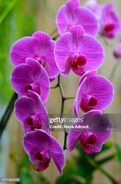 purple flowers bloom on the biltmore estate - biltmore estate stock-fotos und bilder