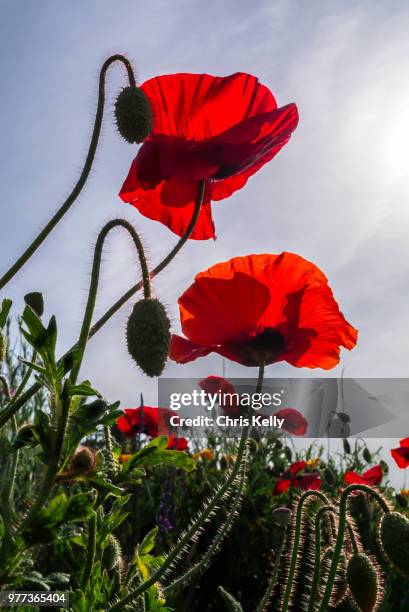 tall poppies - tall poppy stock pictures, royalty-free photos & images