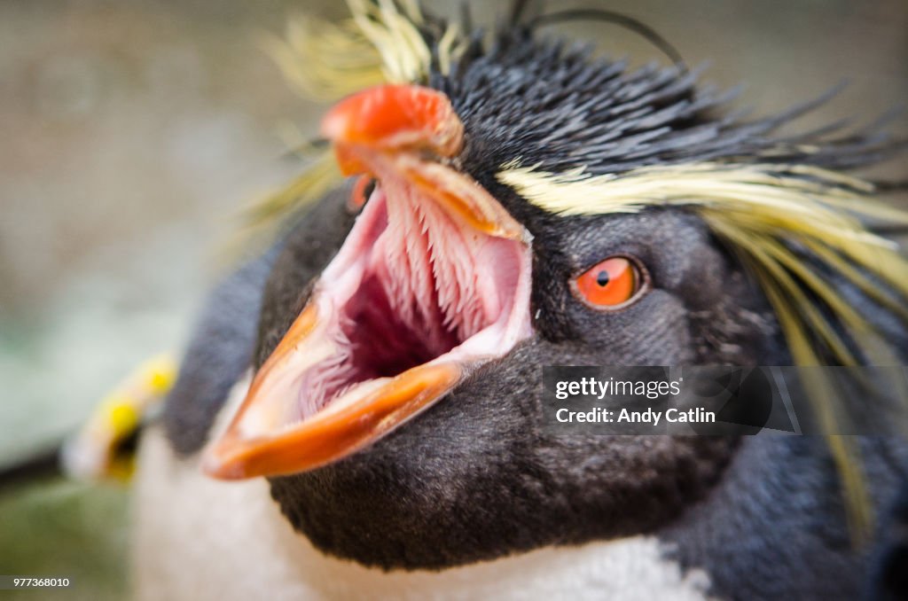 Angry Bird (Rockhopper penguin)