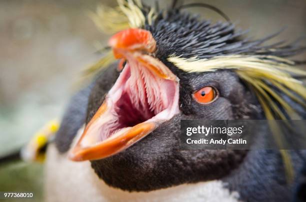 21 photos et images de Open Mouth Pinguin - Getty Images