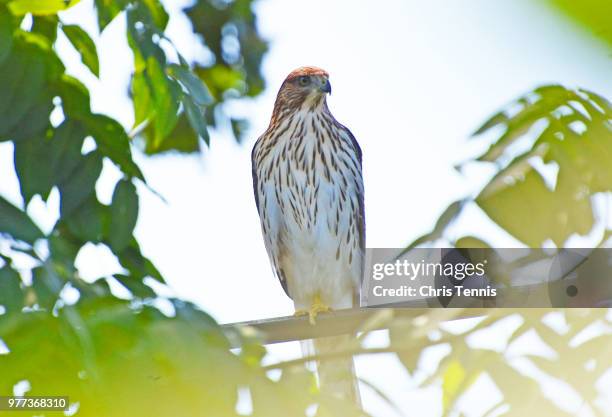 coopers hawk jpg. 007 - coopers hawk stock pictures, royalty-free photos & images