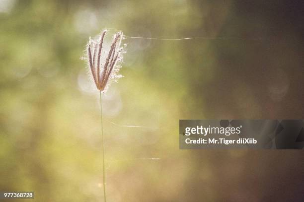 grass flower - dii stock pictures, royalty-free photos & images