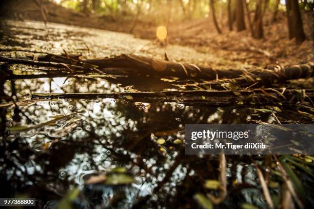 morning light reflected - dii stock pictures, royalty-free photos & images